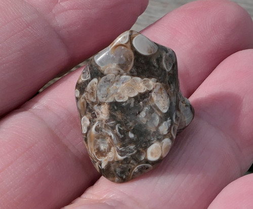 Turritella (22 mm) V3104 — foto 5