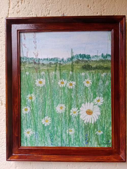 Kopretiny — foto 3