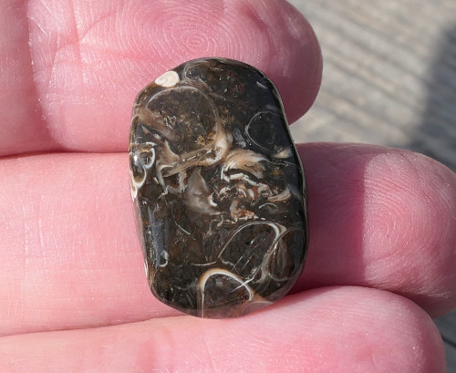 Turritella (21 mm) V3145 — foto 3