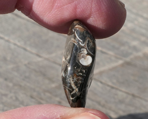 Turritella (21 mm) V3145 — foto 2