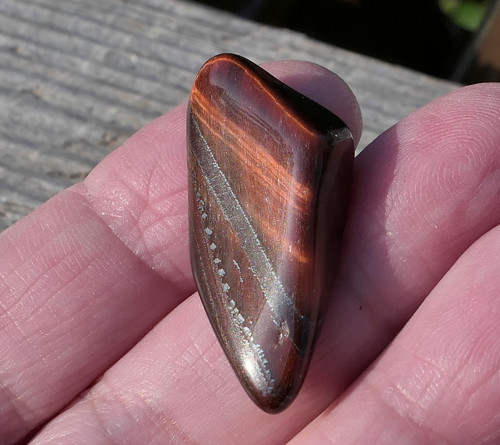 Býčí oko V3151 — foto 2