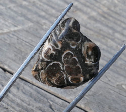 Turritella (19 mm) V3152 — foto 3