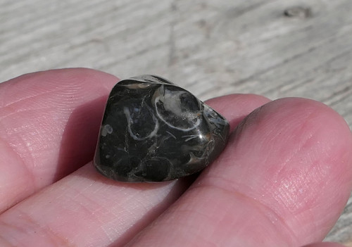 Turritella (17 mm) V3168 — foto 4