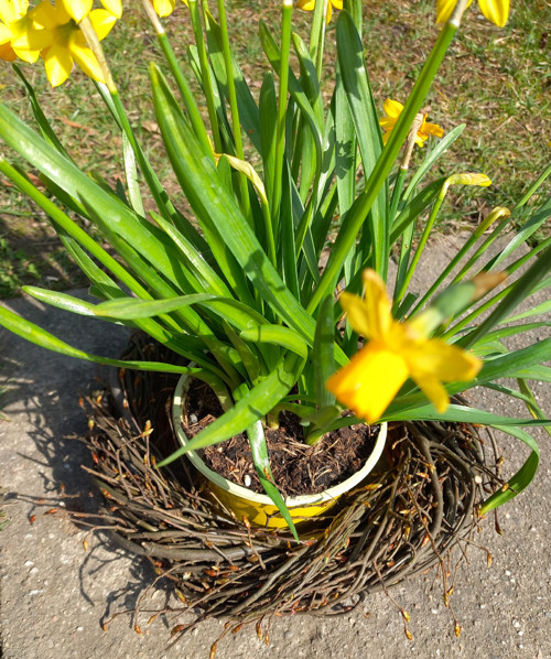 Věnec z proutí průměr cca 25 cm — foto 2