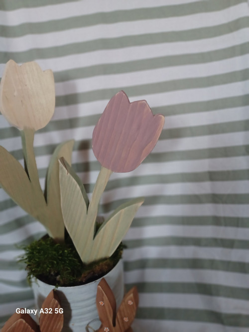 Tulipán velký — foto 2