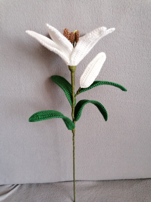 Lilie bílá — foto 3