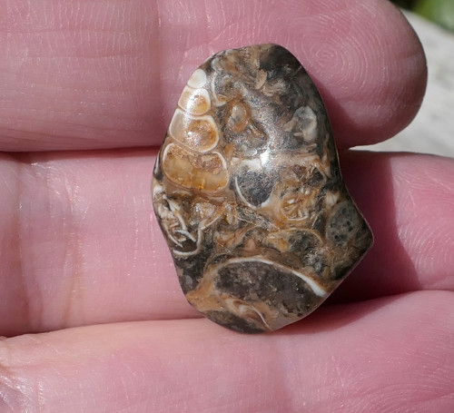 Turritella (23 mm) V3352 — foto 2
