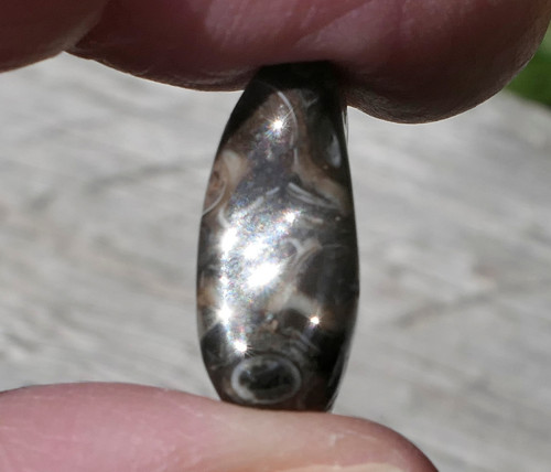 Turritella (19 mm) V3360 — foto 2