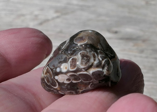 Turritella (24 mm) V3374 — foto 2