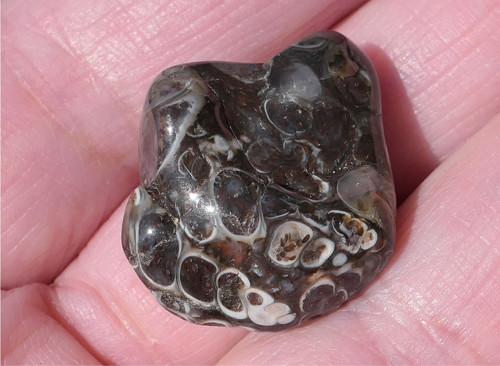 Turritella (24 mm) V3374 — foto 3