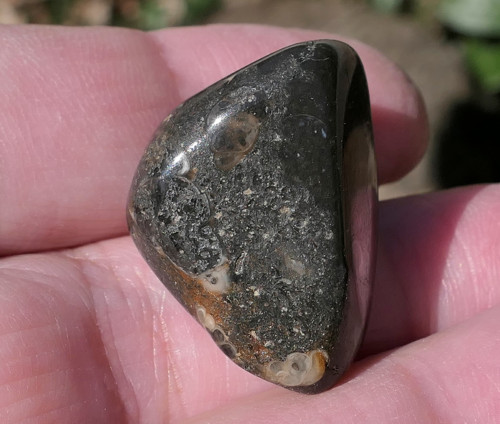 Turritella (23 mm) V3391 — foto 5