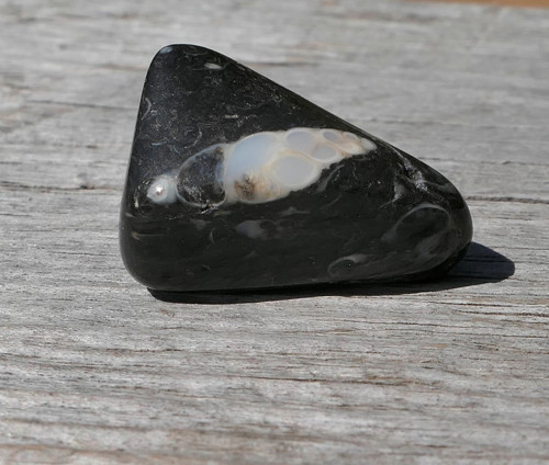 Turritella (23 mm) V3391 — foto 2