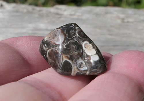 Turritella (21 mm) V3401 — foto 2