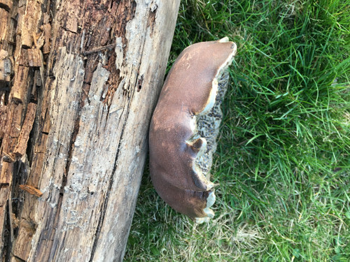 Dekorativní miska — foto 3