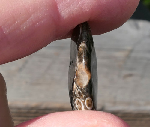 Turritella (24 mm) V3425 — foto 2