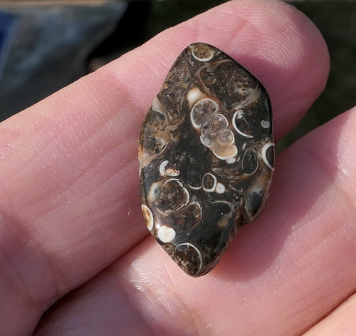 Turritella (24 mm) V3425 — foto 3