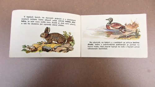 Naše lovná zvěř — foto 2