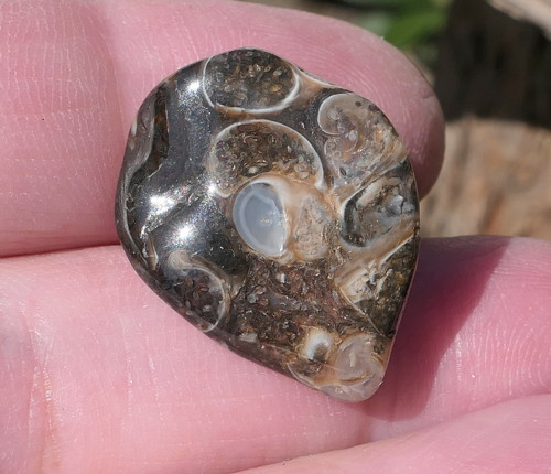 Turritella (22 mm) V3450 — foto 3