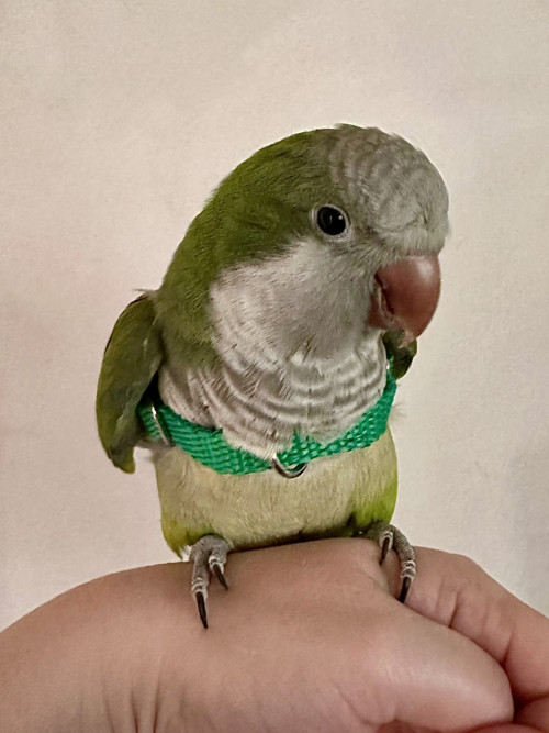 Kšíry Papík vel.”S” - růžové — foto 3