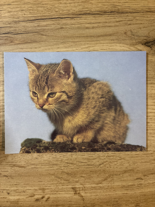 Pohlednice kočky — foto 2