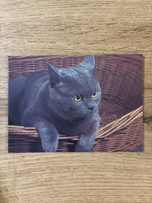 Pohlednice kočky — foto 4