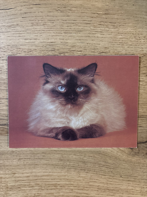 Pohlednice kočky — foto 5