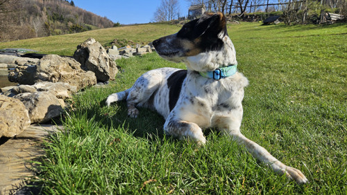 Obojek pro pejska 2,5 cm M/L — foto 2