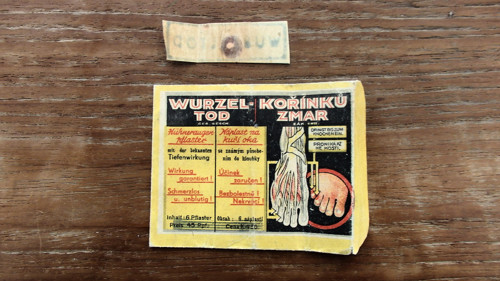 Kořínků zmar — foto 4