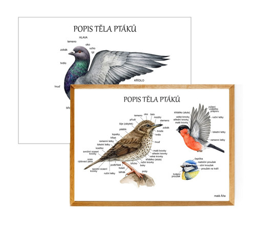 Plakát PTÁCI anatomie - popis těla 2 — foto 2