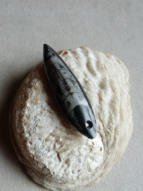 Orthoceras vrtaný - 7 cm — foto 4