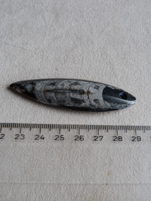 Orthoceras vrtaný - 7 cm — foto 3