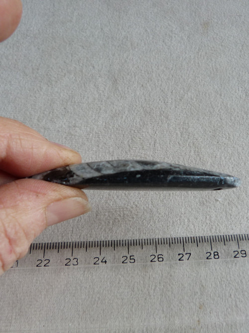 Orthoceras vrtaný - 7 cm — foto 6