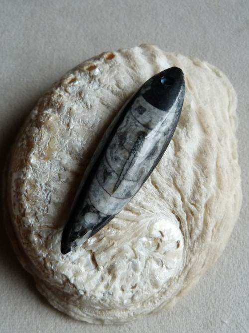 Orthoceras vrtaný - 7 cm — foto 2