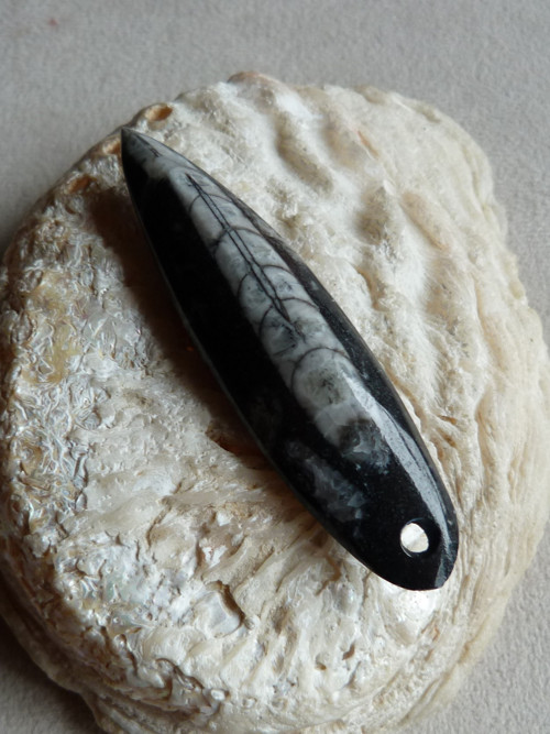 Orthoceras vrtaný - 6,9 cm — foto 3