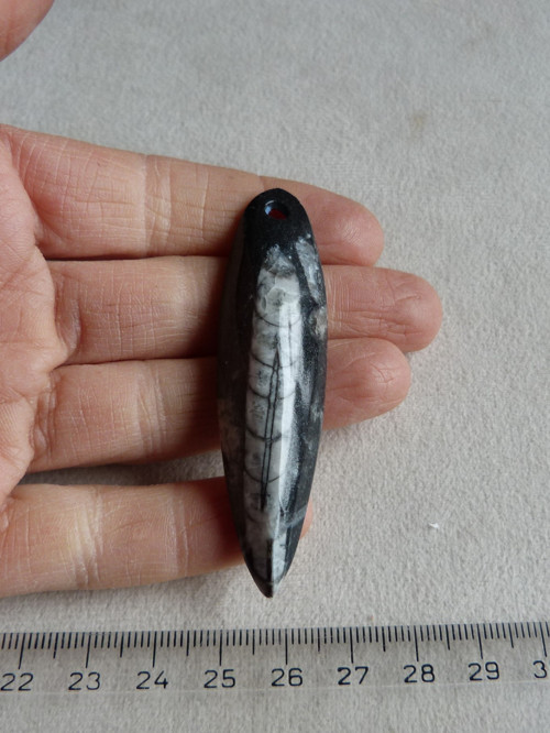 Orthoceras vrtaný - 6,9 cm — foto 2
