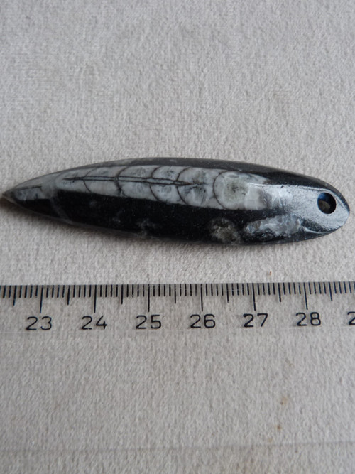 Orthoceras vrtaný - 6,9 cm — foto 4