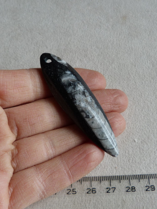 Orthoceras vrtaný - 6,8 cm — foto 2