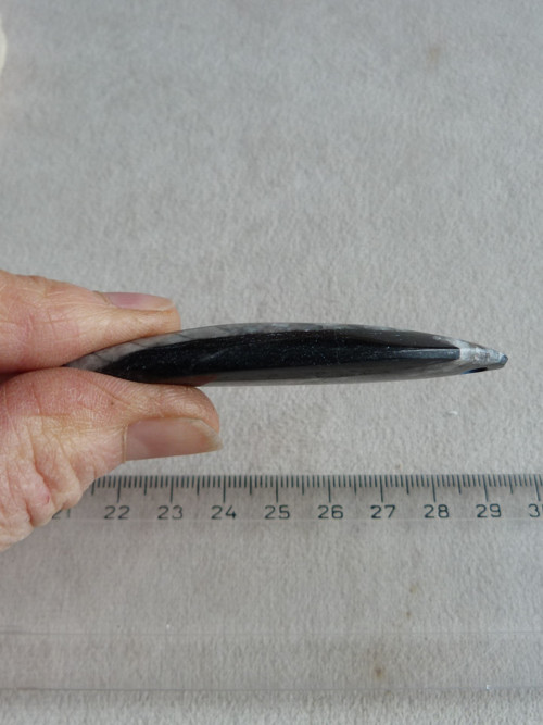 Orthoceras vrtaný - 6,8 cm — foto 6