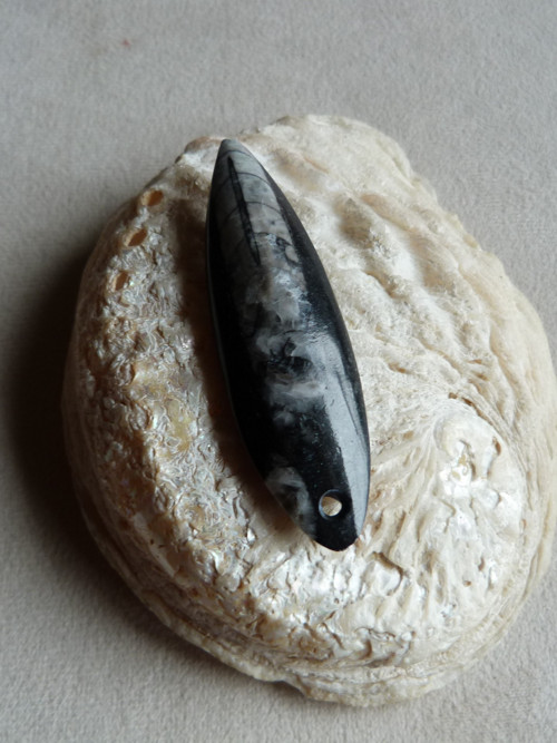 Orthoceras vrtaný - 6,8 cm — foto 4