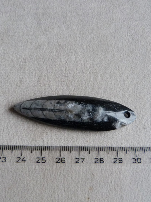 Orthoceras vrtaný - 6,8 cm — foto 5