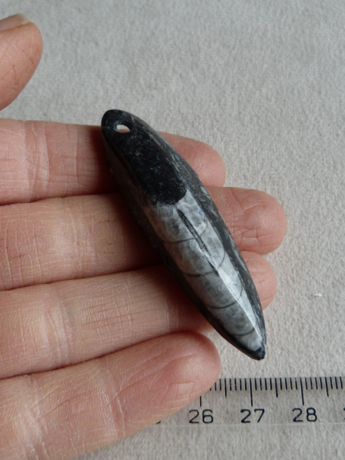Orthoceras vrtaný - 6 cm — foto 2