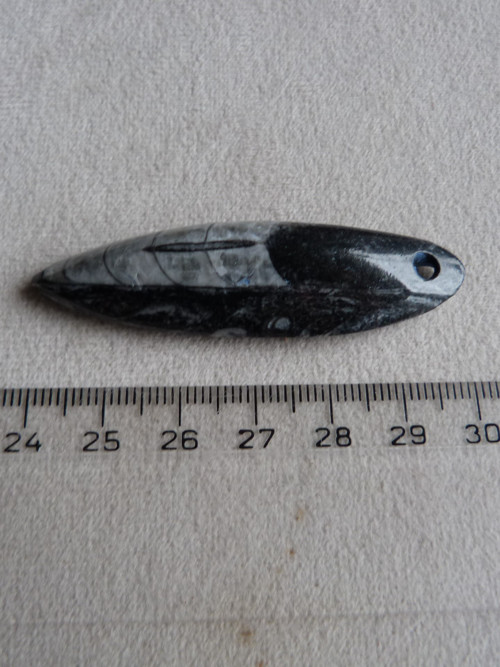 Orthoceras vrtaný - 6 cm — foto 5