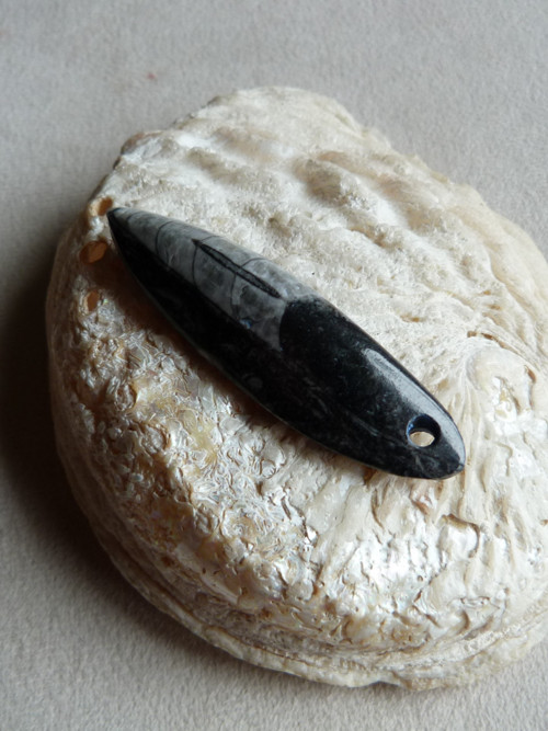 Orthoceras vrtaný - 6 cm — foto 3
