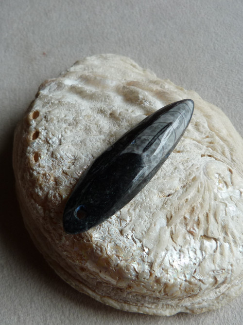 Orthoceras vrtaný - 6 cm — foto 4