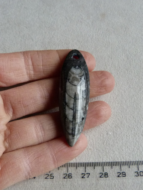 Orthoceras vrtaný - 5,8 cm — foto 2