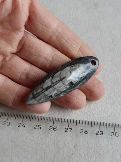 Orthoceras vrtaný - 5,8 cm — foto 3