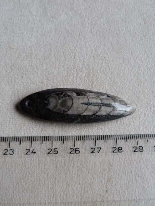 Orthoceras vrtaný - 5,8 cm — foto 4