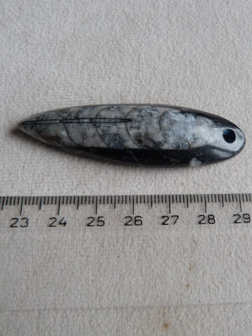 Orthoceras vrtaný - 6,7 cm — foto 5