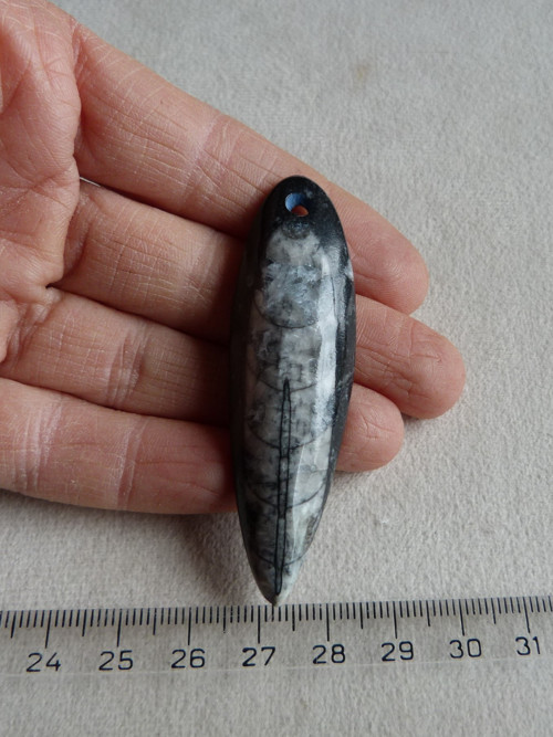 Orthoceras vrtaný - 6,7 cm — foto 4
