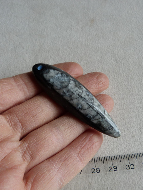 Orthoceras vrtaný - 6,7 cm — foto 2